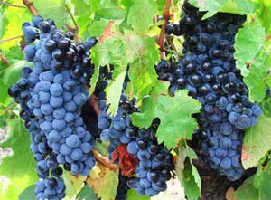西拉Shiraz Syrah