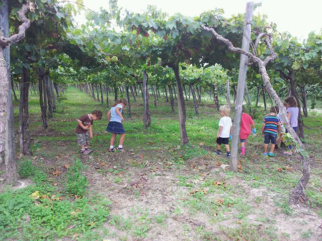 巴尔内拉葡萄园小孩在葡萄园里玩耍-亚平宁酒业-意大利红酒