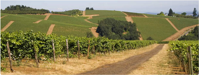 圣马里奥葡萄园