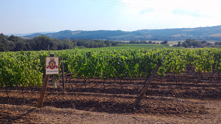男爵先生葡萄酒葡萄种植园
